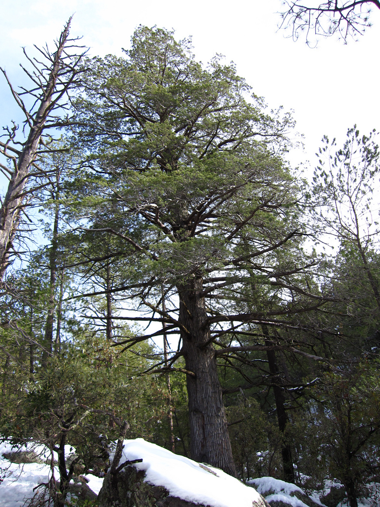 معرفی و راهنمای پرورش گیاهان زینتی - سرو سیمین